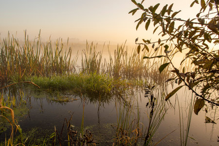 Morning fog on the lake at dawn. Colorful glow in the sky, with surrounding forest trees reflected in the calm water, in an atmospheric landscape. Calm autumn morningの写真素材