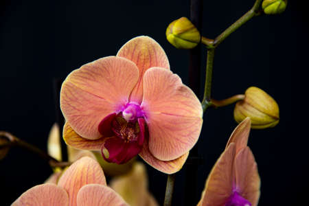 phalaenopsis orchid on black backgroundの写真素材