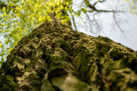 old tree in a sunny day in spring against a background of new green leafs.の写真素材