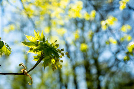 old tree in a sunny day in spring against a background of new green leafs.の写真素材
