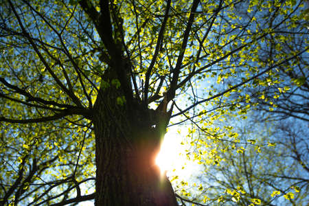 old tree in a sunny day in spring against a background of new green leafs.の写真素材