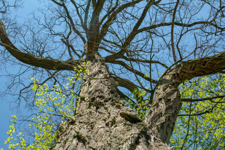 old tree in a sunny day in spring against a background of new green leafs.の写真素材