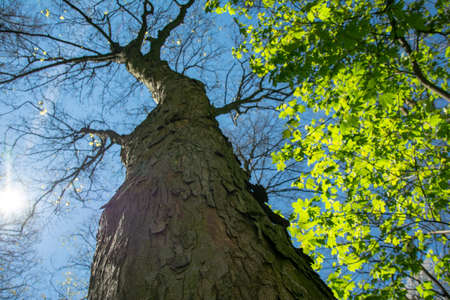 old tree in a sunny day in spring against a background of new green leafs.の写真素材