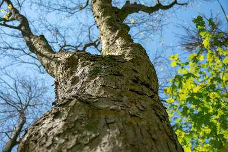 old tree in a sunny day in spring against a background of new green leafs.の写真素材