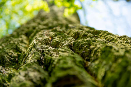 old tree in a sunny day in spring against a background of new green leafs.