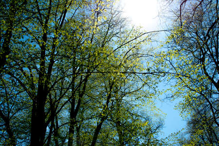 old tree in a sunny day in spring against a background of new green leafs.の写真素材
