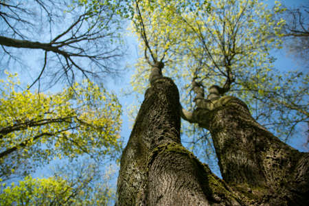 old tree in a sunny day in spring against a background of new green leafs.の写真素材