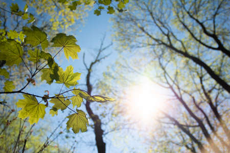 old tree in a sunny day in spring against a background of new green leafs.の写真素材