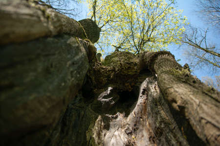old tree in a sunny day in spring against a background of new green leafs.の写真素材