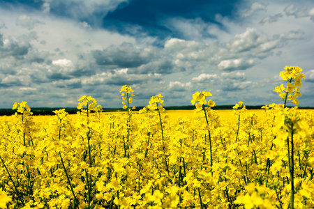 flowering rapeseed field and clouds in the skyの写真素材