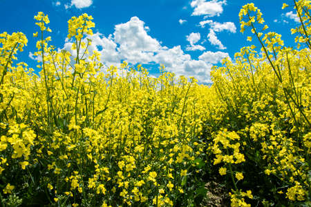 flowering rapeseed field and clouds in the skyの写真素材