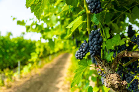 Vineyard with bushes of red ripe grapes ready for harvesting and wine production. Close-ups of red...