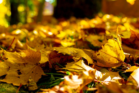 autumn trees, falling yellow leaves in the sun in the park.の写真素材
