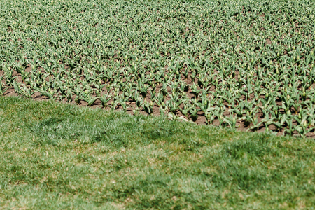 seedlings of tulips in the city Park. lower bed with seedlings of tulips in early spring