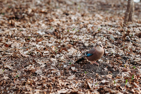beautiful bird Jay in autumn on fall foliage. backgroundの写真素材