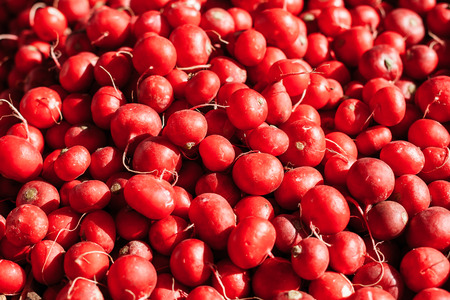 Background from a red radish. Close-up texture of heap of red radish, overhead view. Healthy food.の写真素材