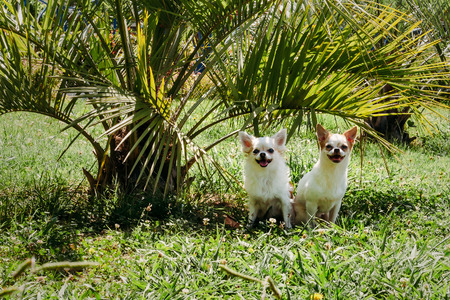 two Chihuahua dog long-haired and short-haired smiles and hiding from the sun under palm tree on green grass on a hot summer dayの写真素材