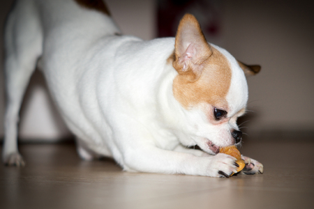 little white dog Chihuahua eats holding a cookie in his pawsの写真素材