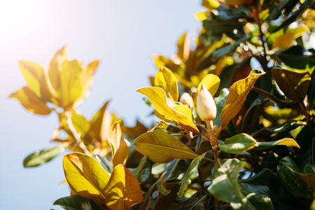 unopened Bud Magnolia large-floweredの写真素材