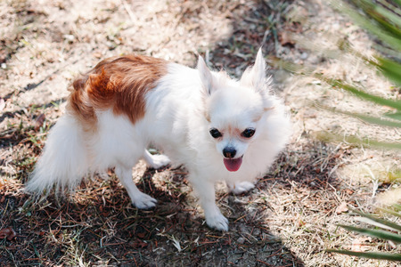 Close-up portrait of a cute smiling chihuahua dog on a hot summer day outdoors.の写真素材