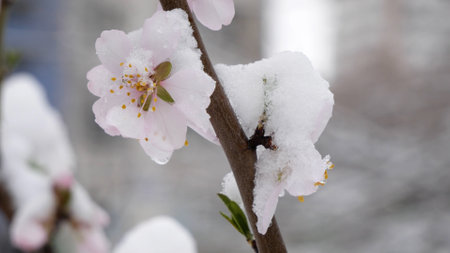 Pink flowers blooming peach tree at spring with snow.の写真素材