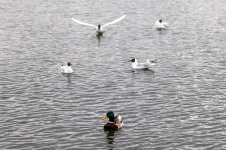 Black-headed gull soars in flight against blue lakeの写真素材