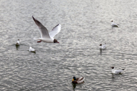 Black-headed gull in flight against the background of the lake and floating birdsの写真素材