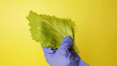 scientist hand with a magnifying glass over the lettuce on a yellow background.の写真素材