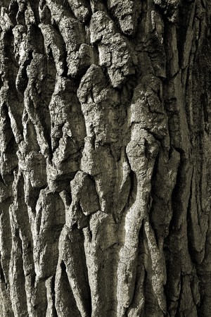 the crust of the tree