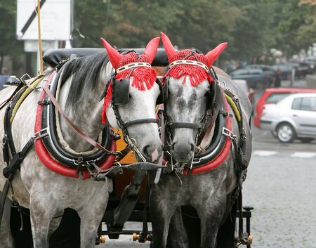 horses on streets in Pragueの写真素材