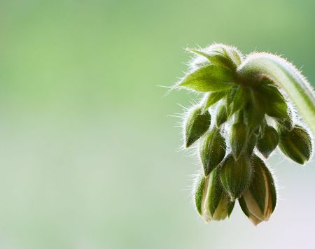 green flower in home gardenの写真素材