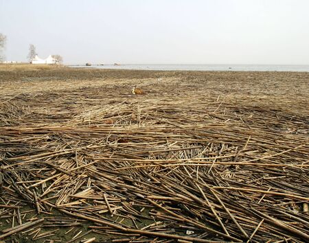 Baltic sea coastline in spring
