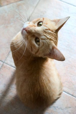 kitten in expectation of foodの写真素材