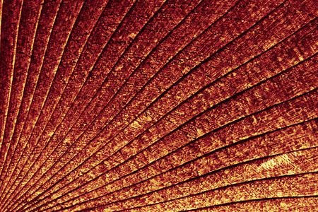 decorative wooden Japanese fan with ornamentの写真素材