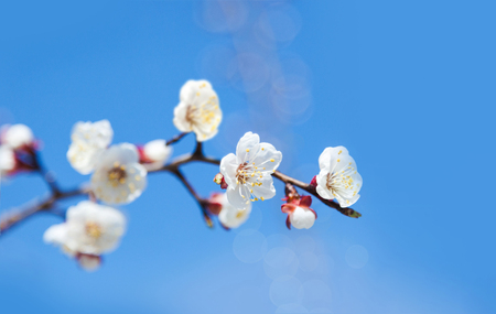 Cherry tree flowers with blue sky. Blured conceptの写真素材