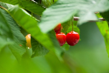 Fresh organic red cherries close up with stems on treeの写真素材