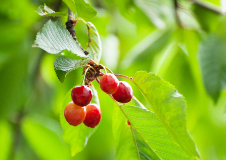 Fresh organic red cherries close up with stems on treeの写真素材