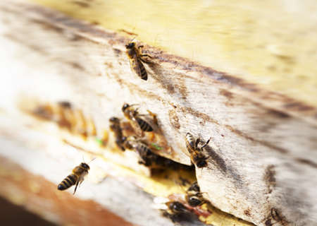 Close up of flying bees. Wooden beehive and bees.