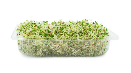 Organic young alfalfa sprouts in a plastic container on white background. Organic food. Close upの写真素材