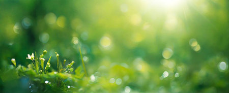 Green grass and flowers background at sunrise. Spring blurred background with bokehの素材