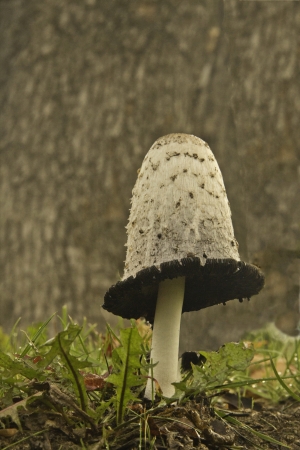lone fungusの写真素材
