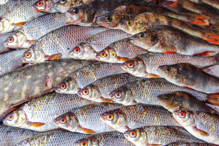 live fish in nature の写真素材