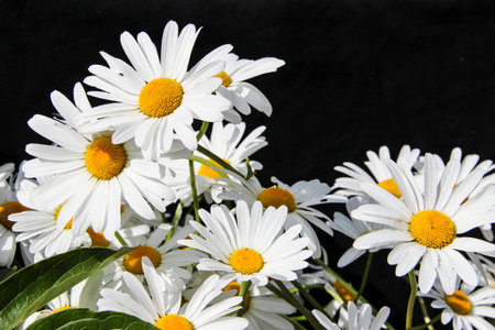 wild flowersの写真素材