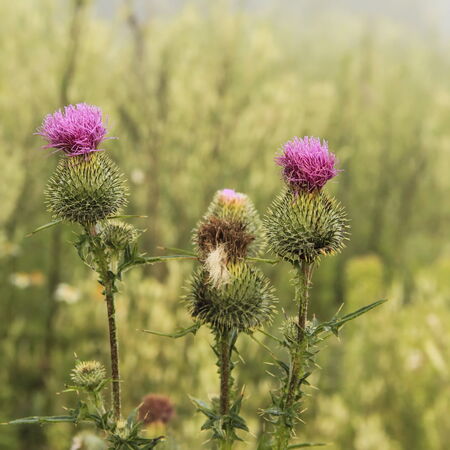 prickly plant and dropletsの写真素材