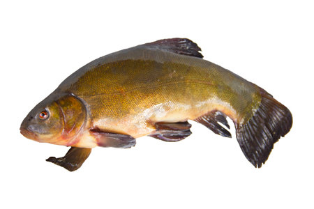 marsh fishの写真素材