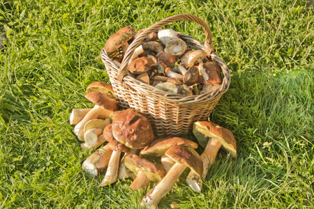wild mushroomsの写真素材