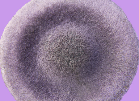 pileusの写真素材