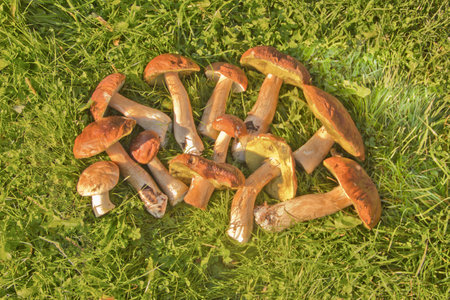 mushrooms on a green backgroundの写真素材