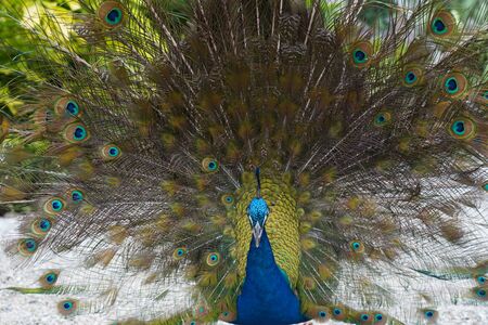 Close-up of a colorful peacockの写真素材