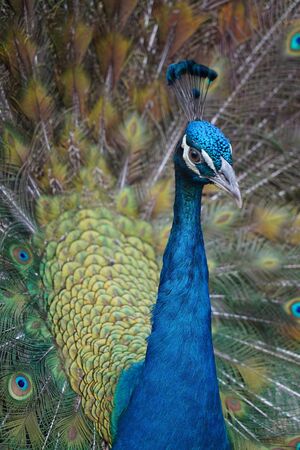 Close-up colorful peacockの写真素材